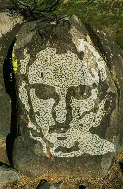  roche